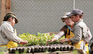 Sostenibilidad ambiental y social del ICE y sus empresas 2021